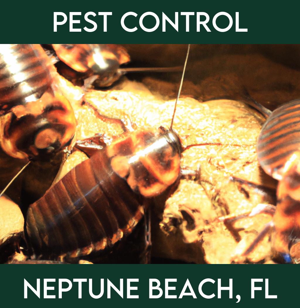 pest control in Neptune Beach Florida