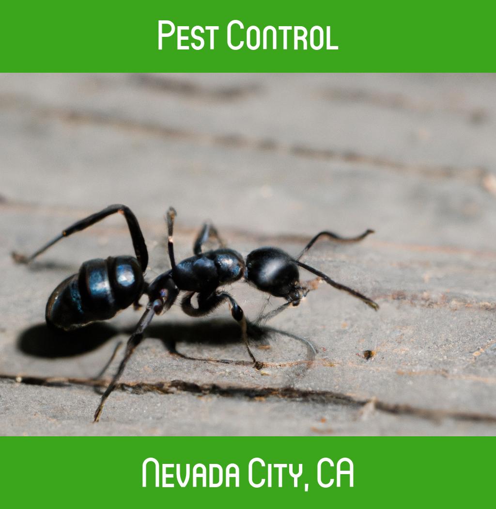 pest control in Nevada City California