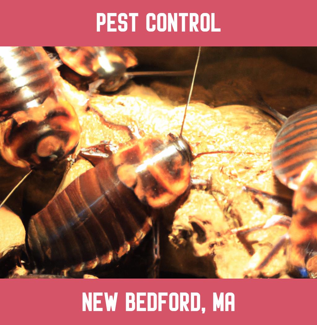 pest control in New Bedford Massachusetts