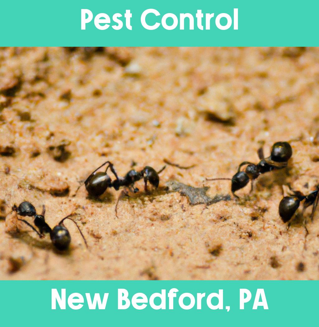 pest control in New Bedford Pennsylvania