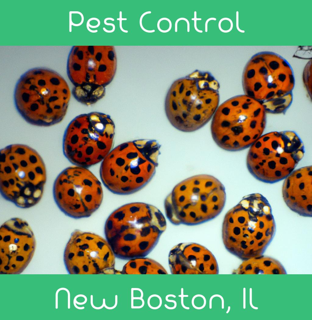 pest control in New Boston Illinois