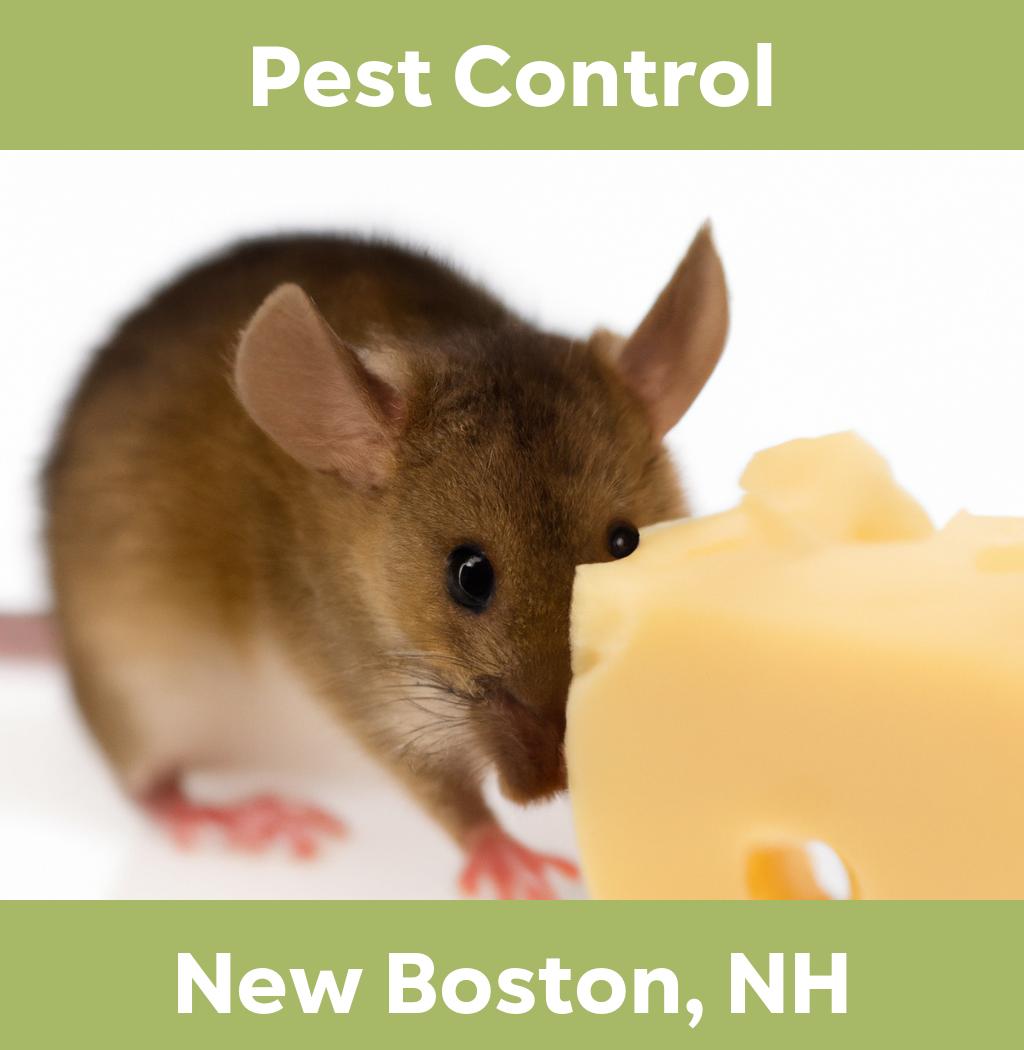 pest control in New Boston New Hampshire