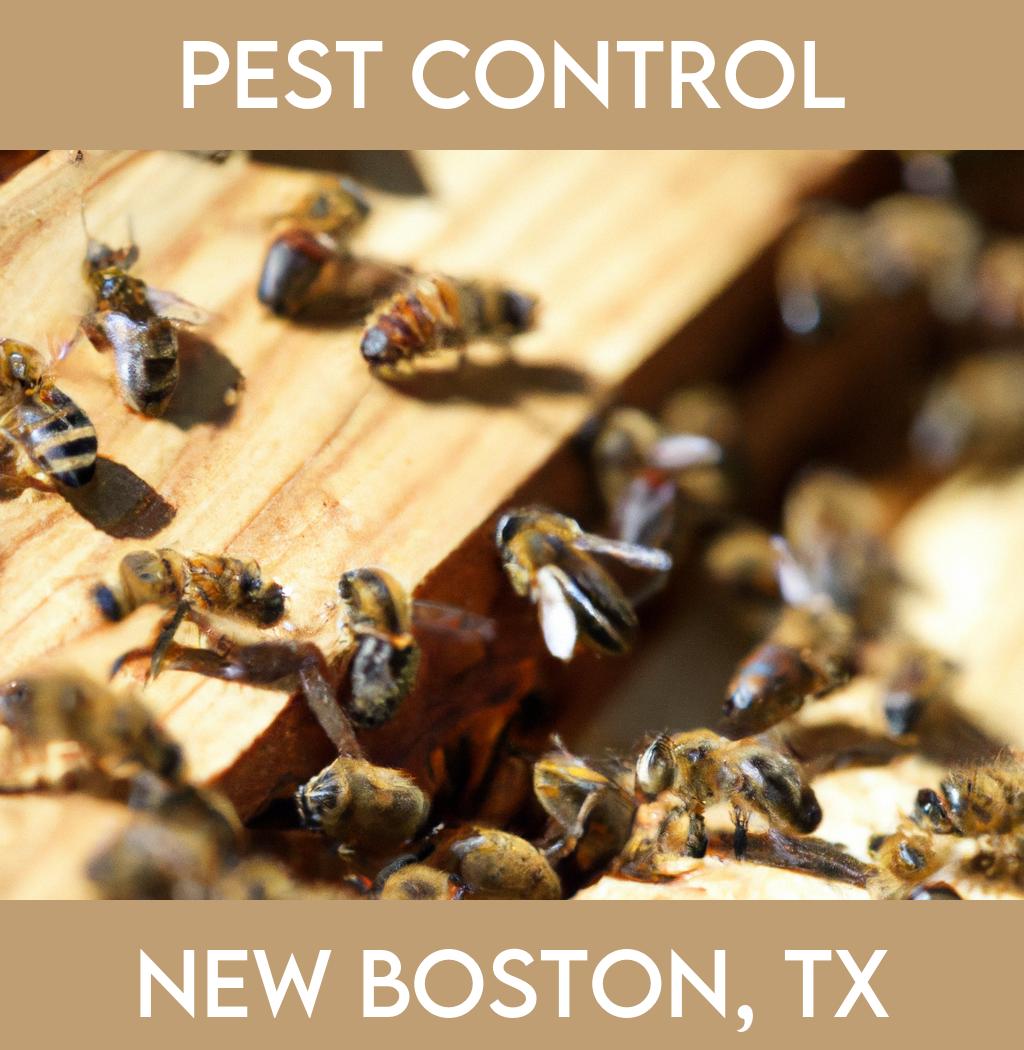 pest control in New Boston Texas