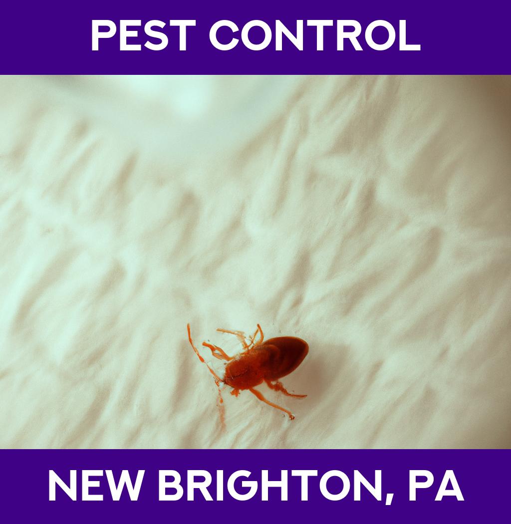 pest control in New Brighton Pennsylvania