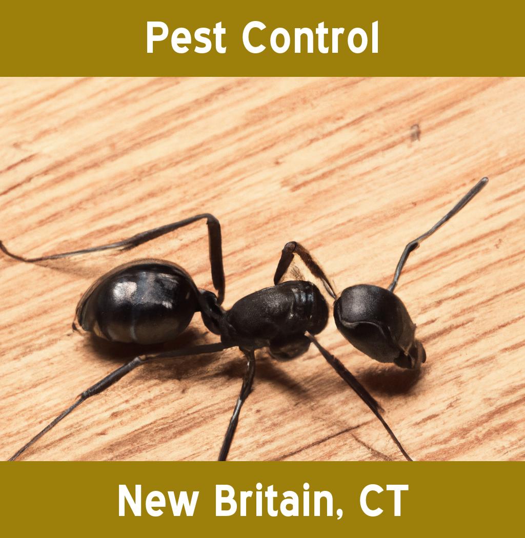 pest control in New Britain Connecticut