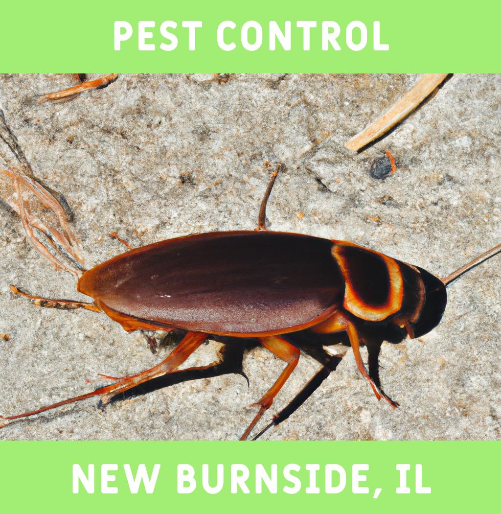 pest control in New Burnside Illinois