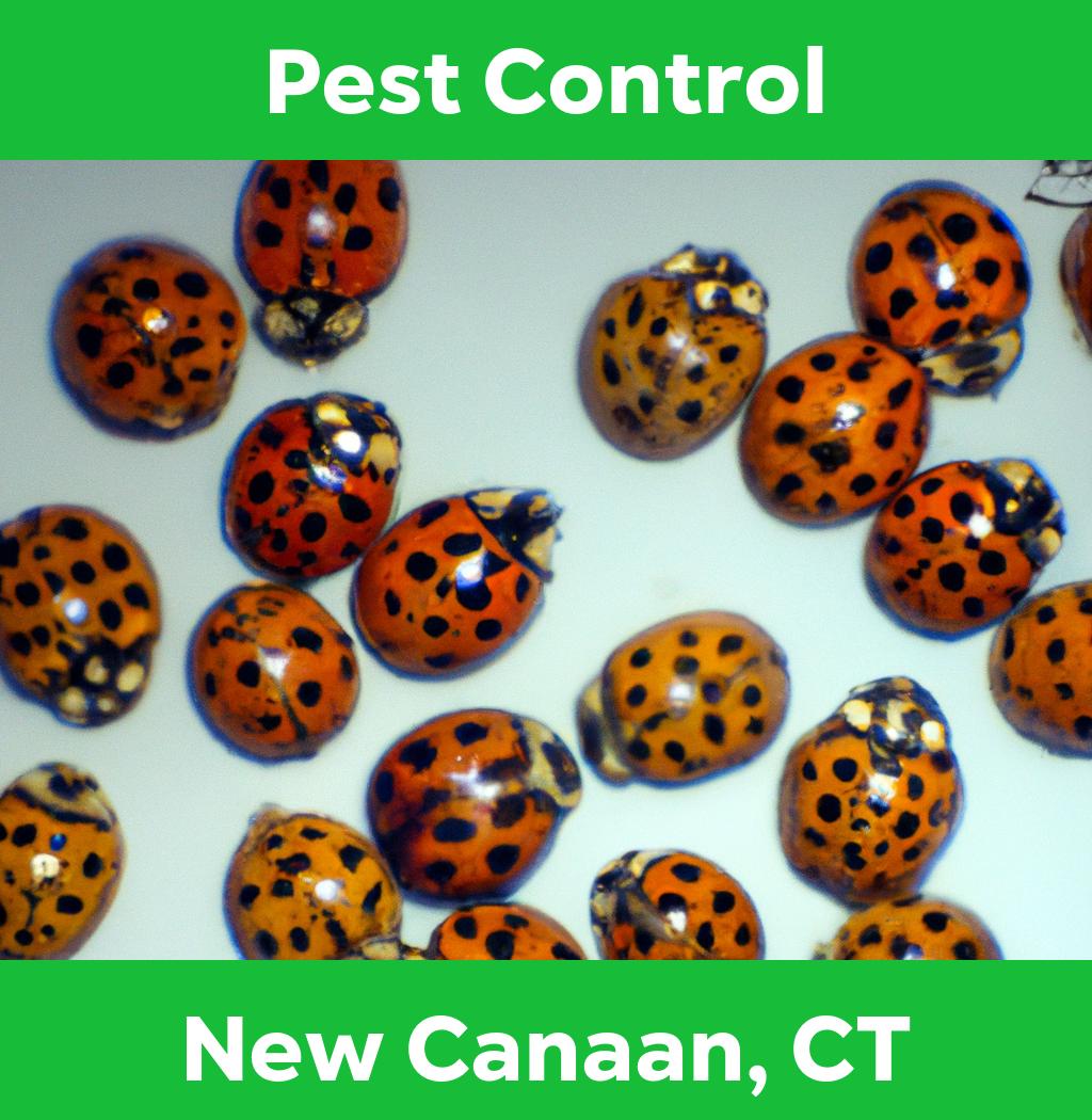 pest control in New Canaan Connecticut