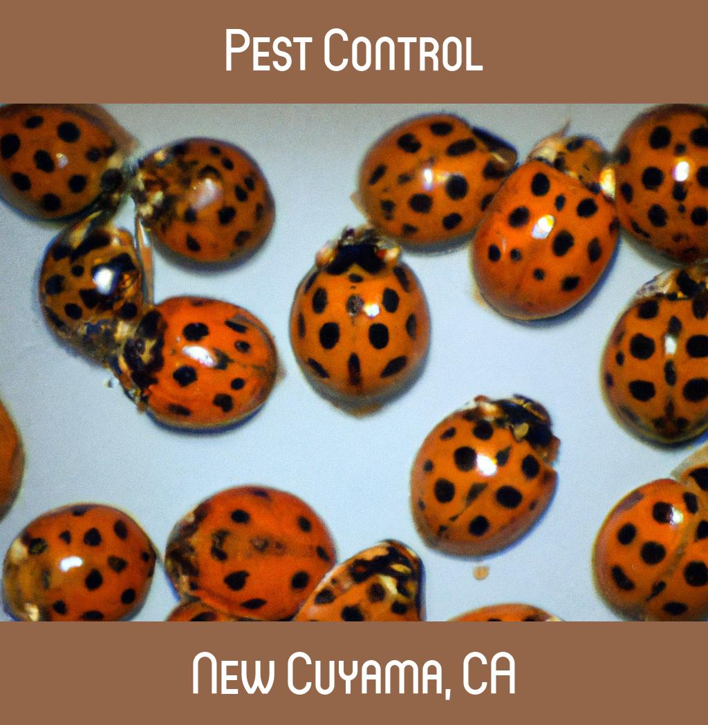 pest control in New Cuyama California