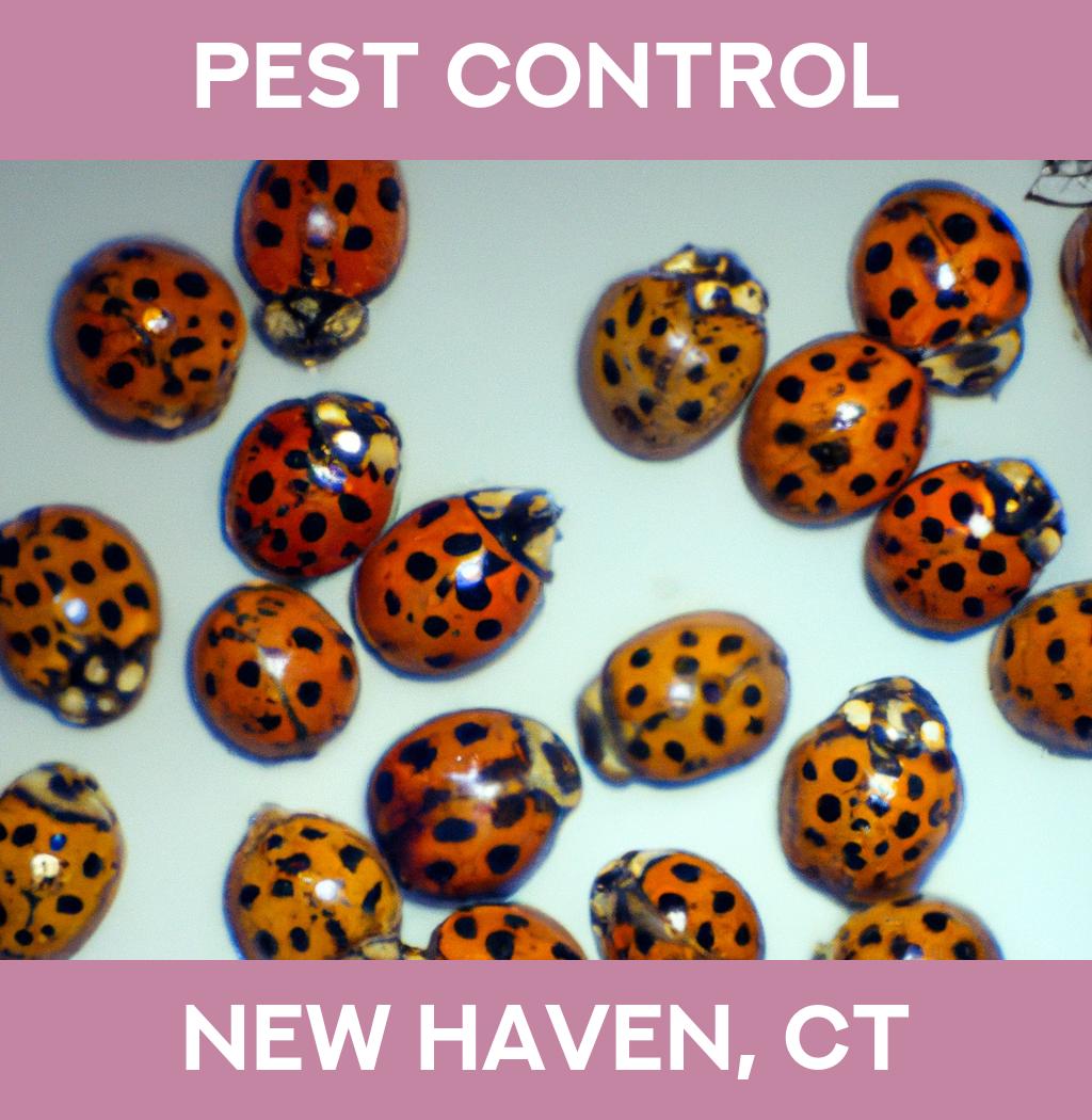 pest control in New Haven Connecticut