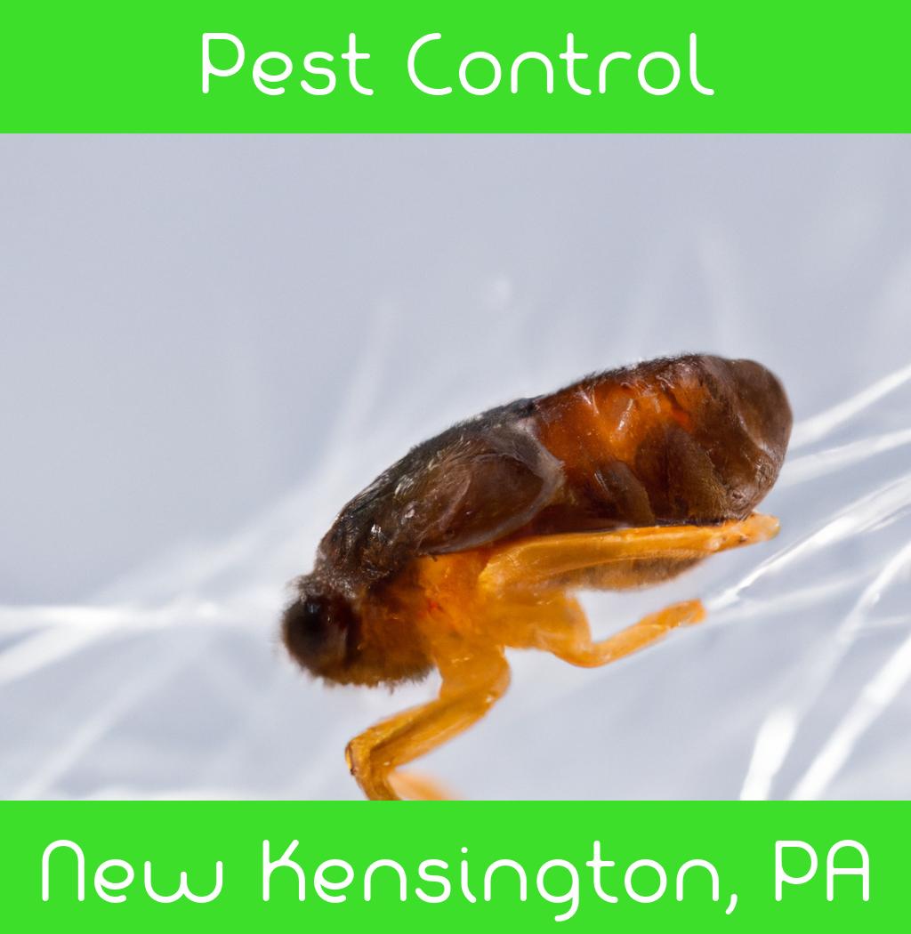 pest control in New Kensington Pennsylvania