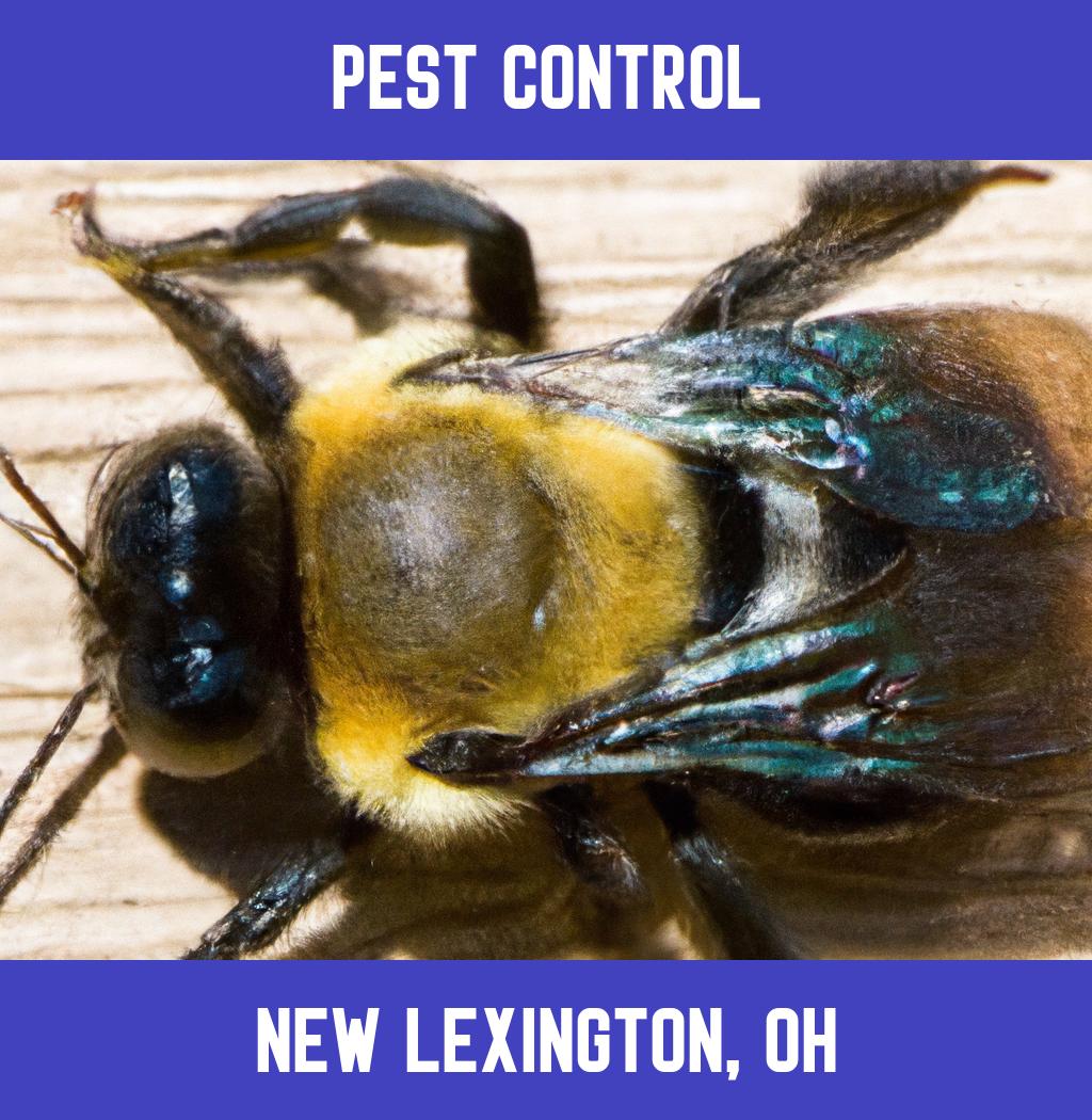pest control in New Lexington Ohio