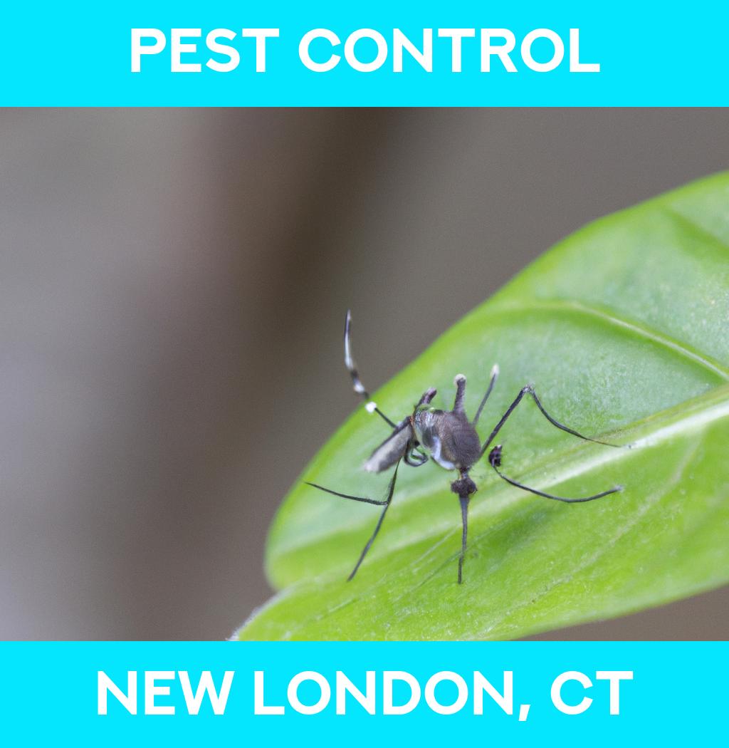 pest control in New London Connecticut