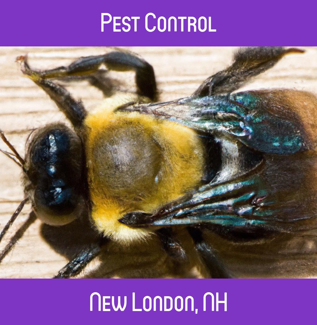 pest control in New London New Hampshire