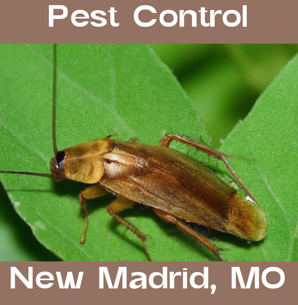 pest control in New Madrid Missouri