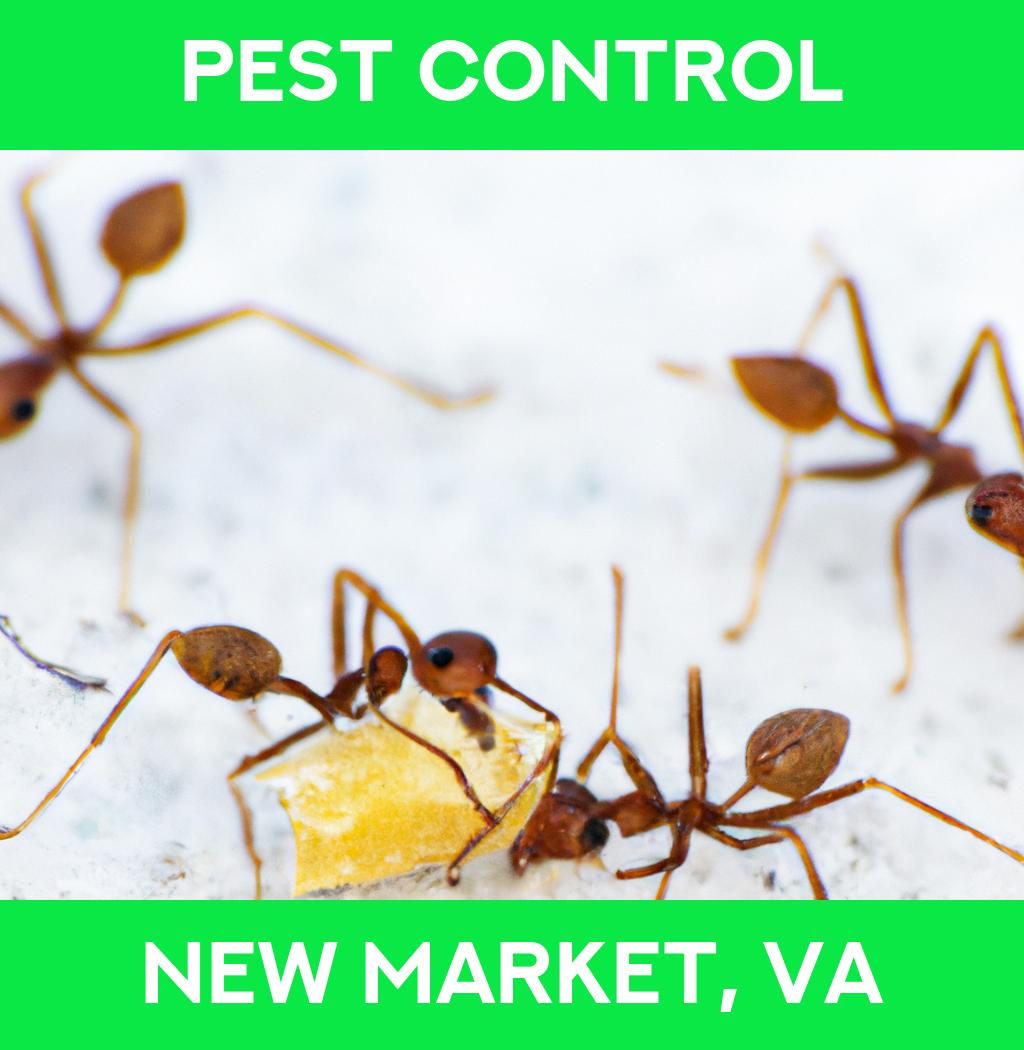 pest control in New Market Virginia