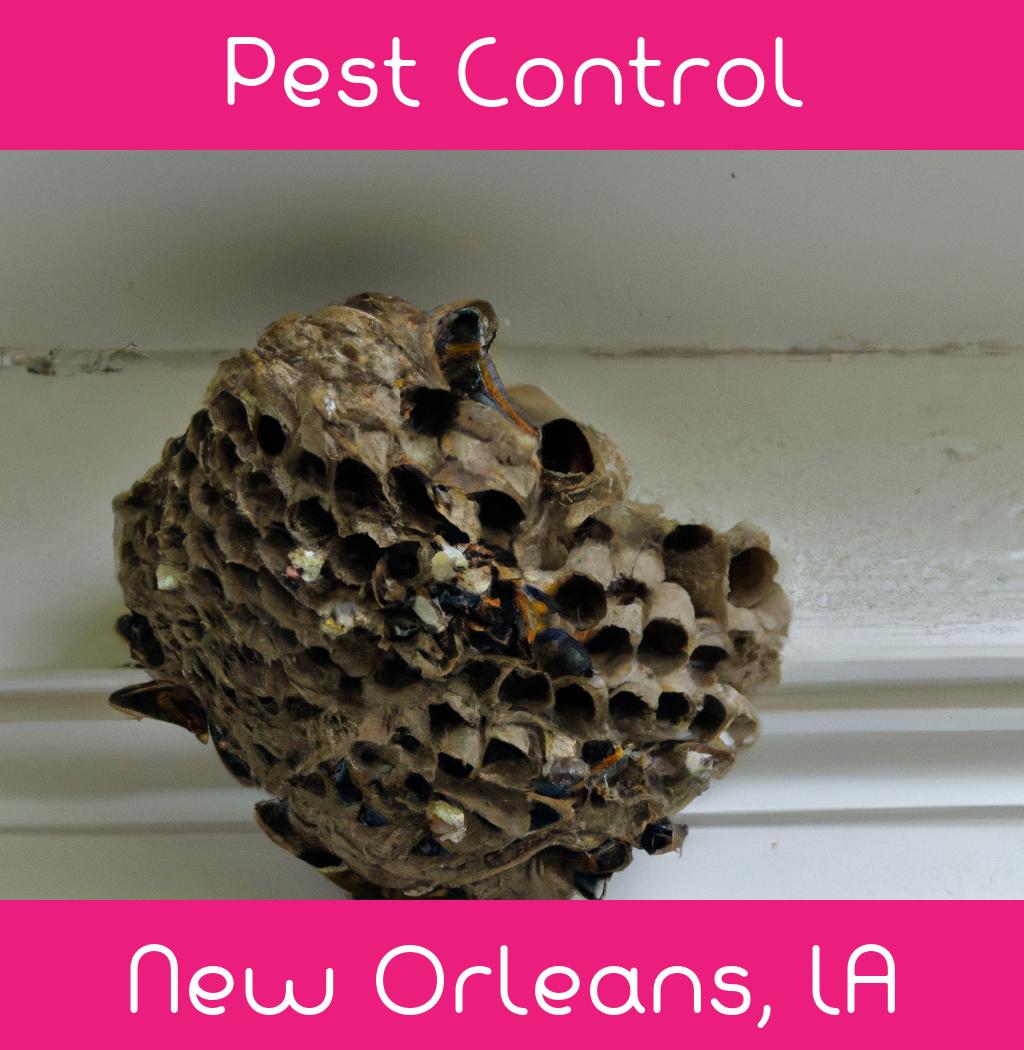 pest control in New Orleans Louisiana