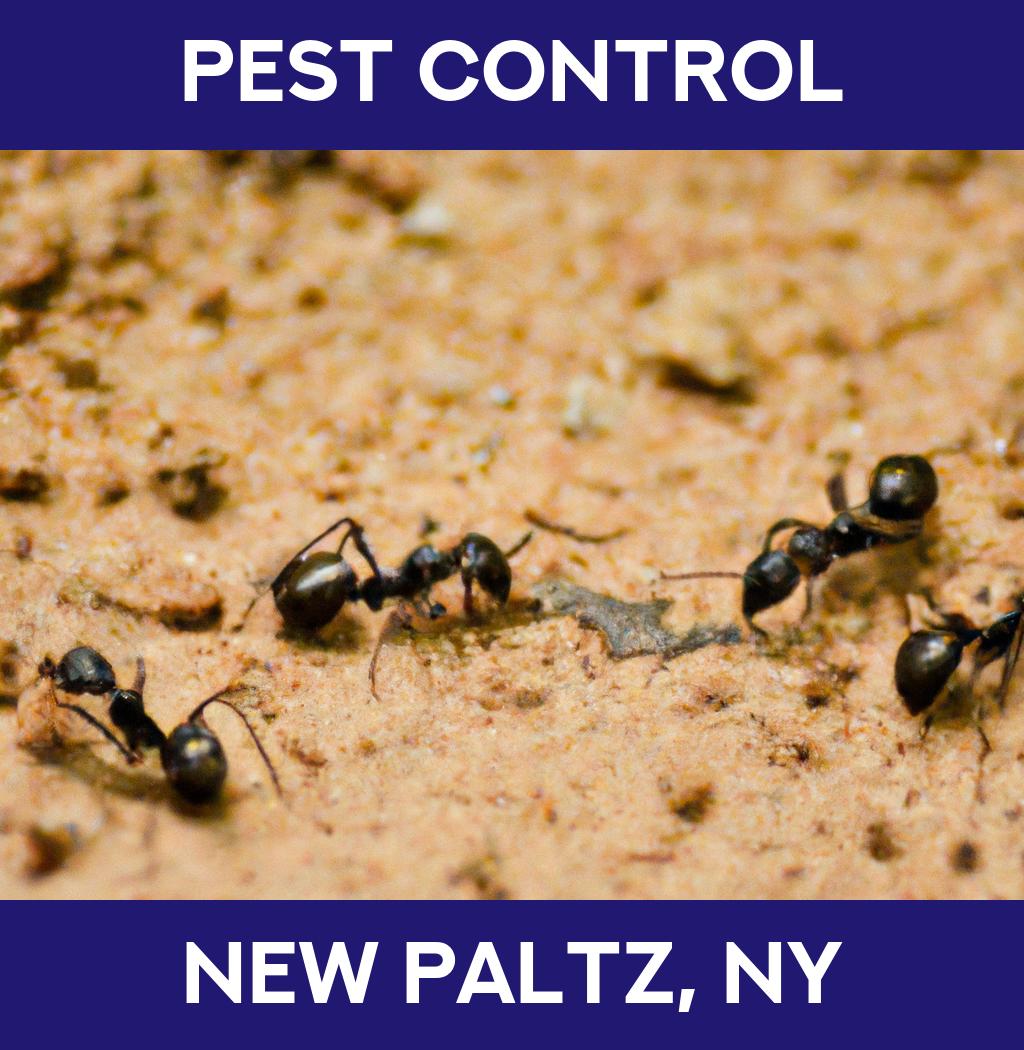 pest control in New Paltz New York