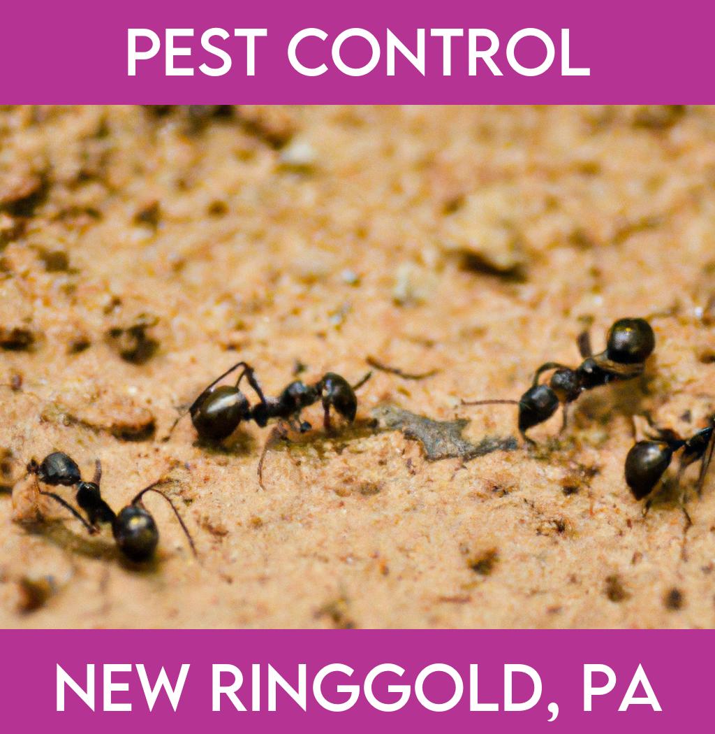 pest control in New Ringgold Pennsylvania