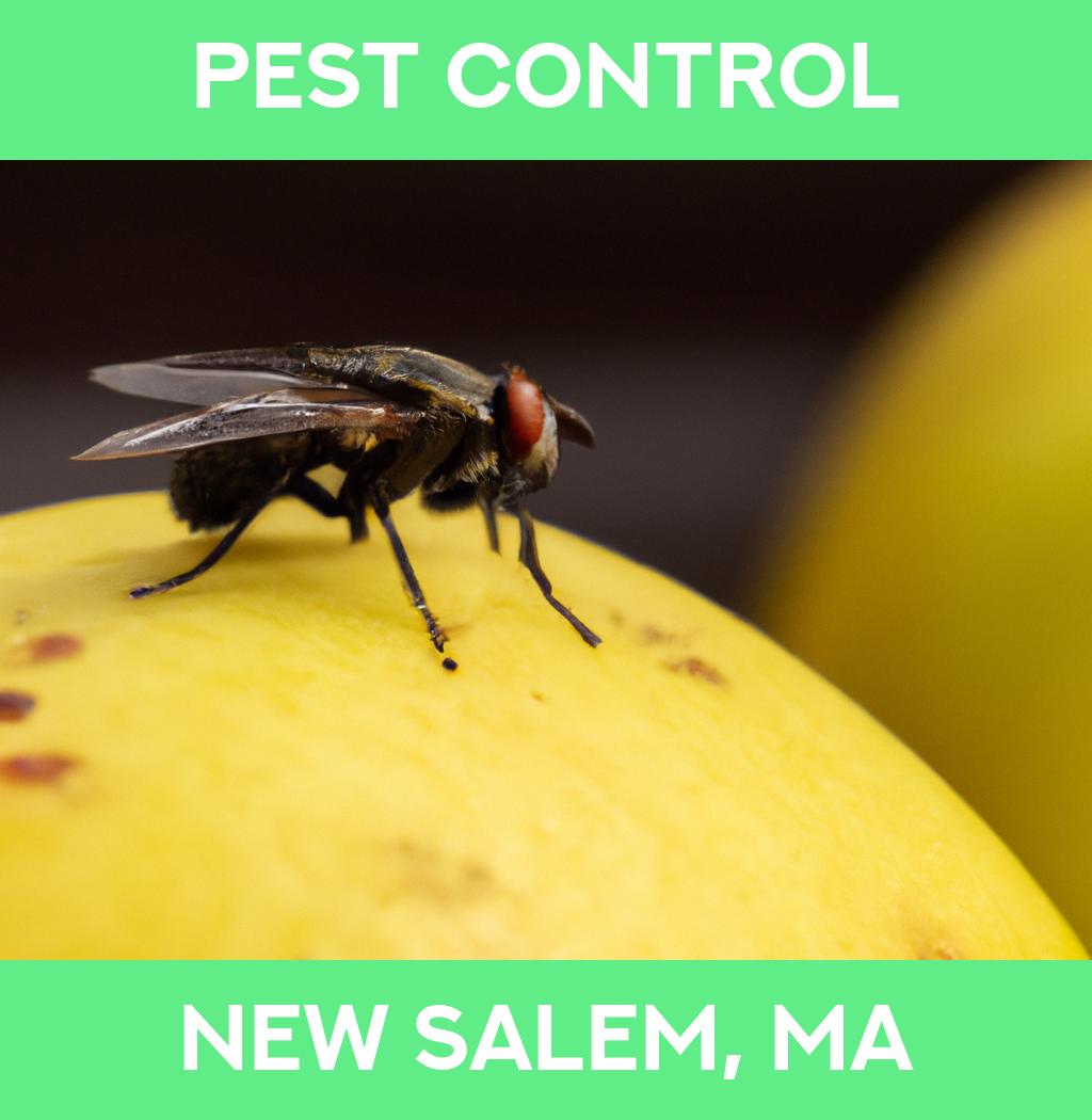 pest control in New Salem Massachusetts