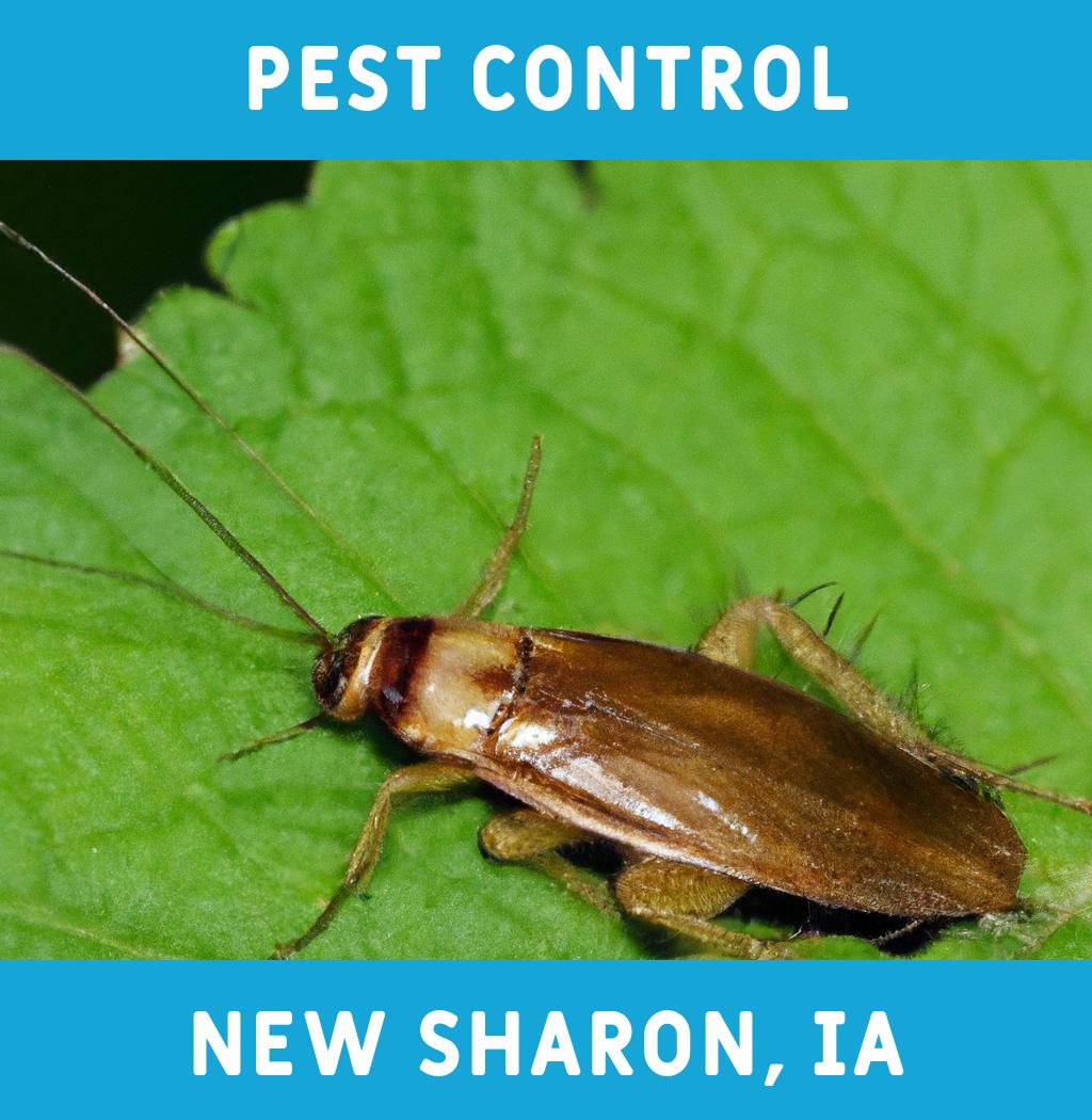 pest control in New Sharon Iowa