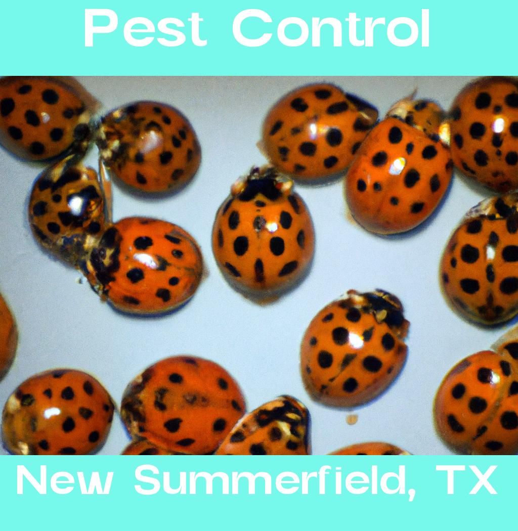 pest control in New Summerfield Texas