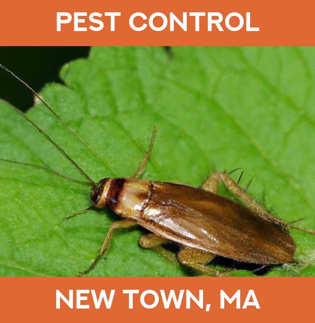 pest control in New Town Massachusetts