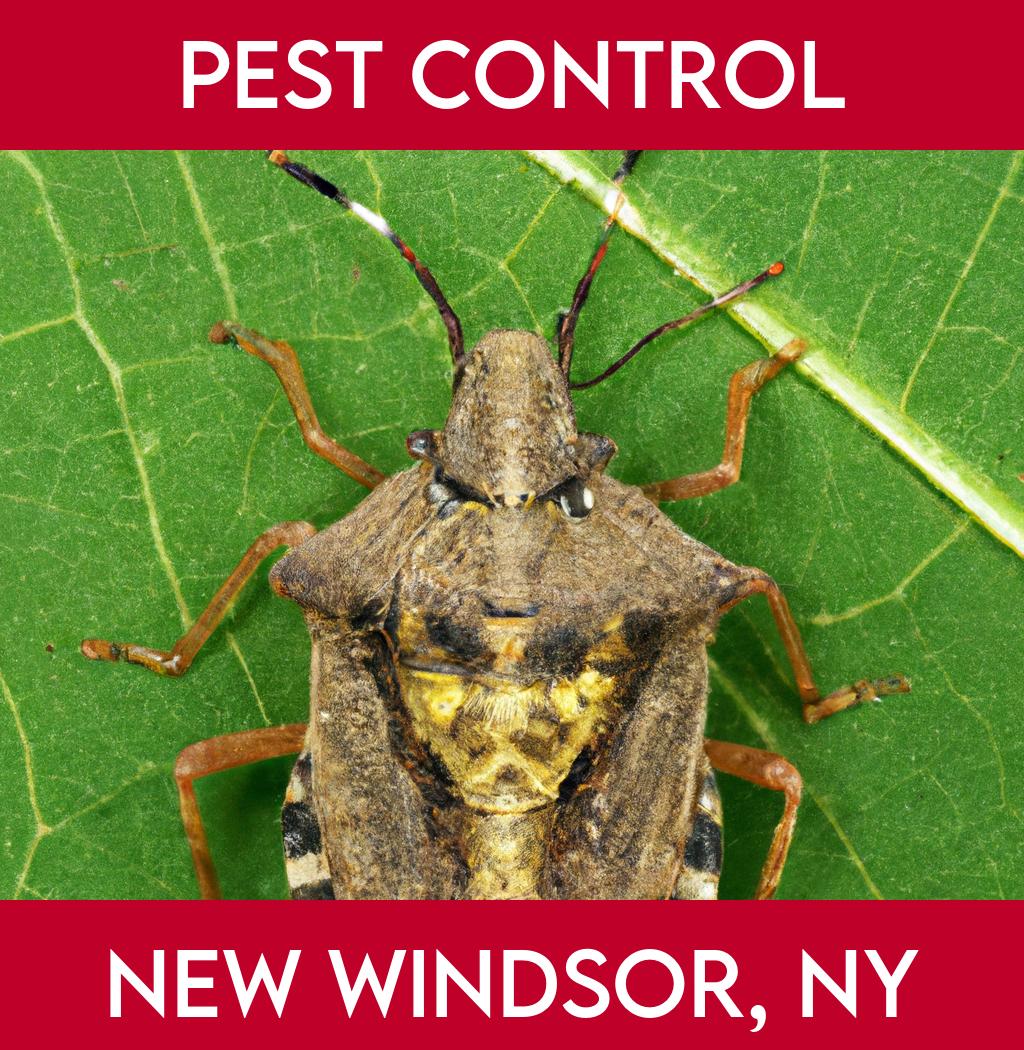 pest control in New Windsor New York