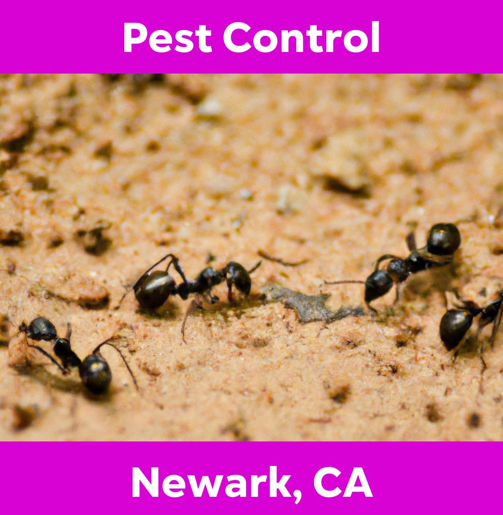 pest control in Newark California