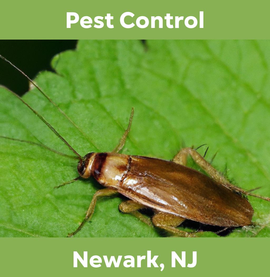 pest control in Newark New Jersey