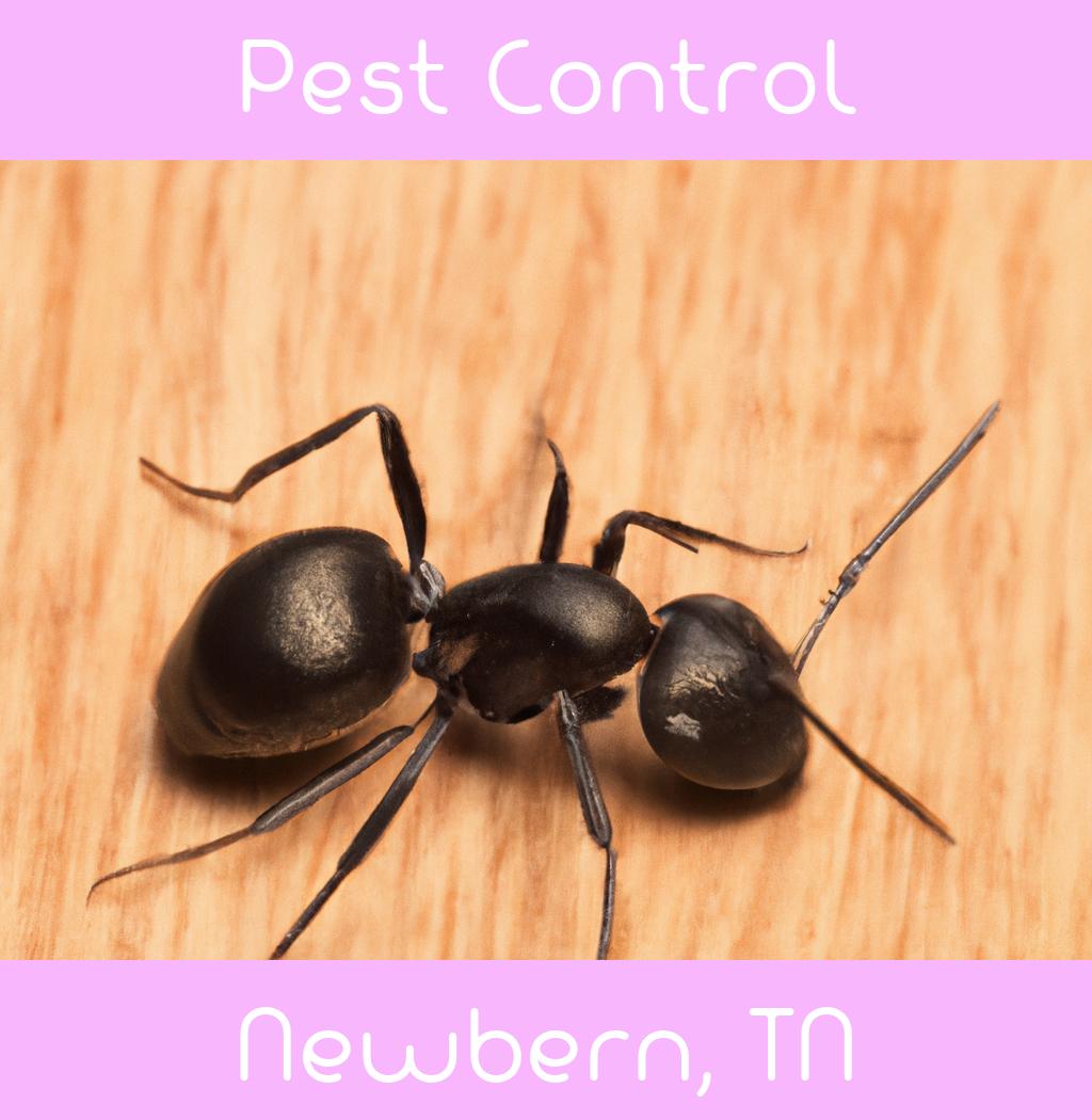 pest control in Newbern Tennessee