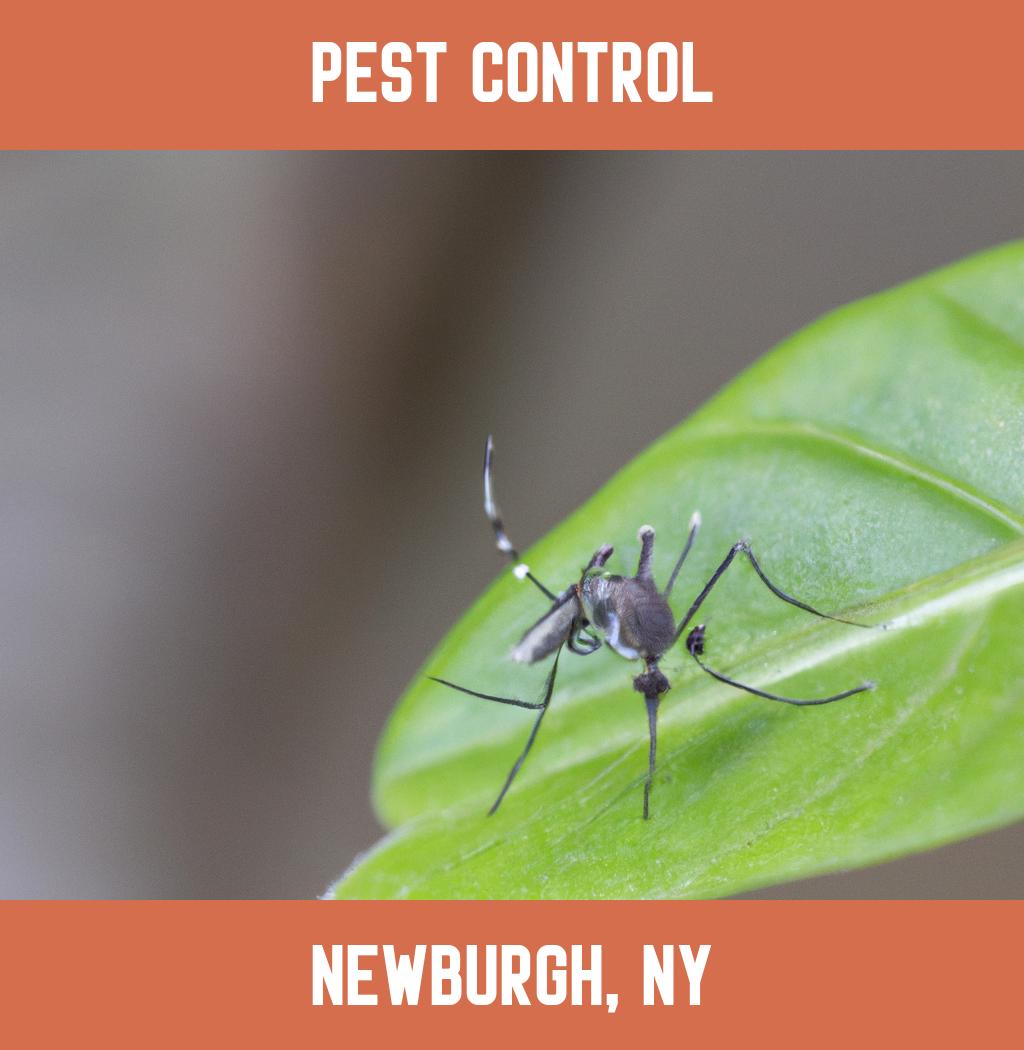 pest control in Newburgh New York