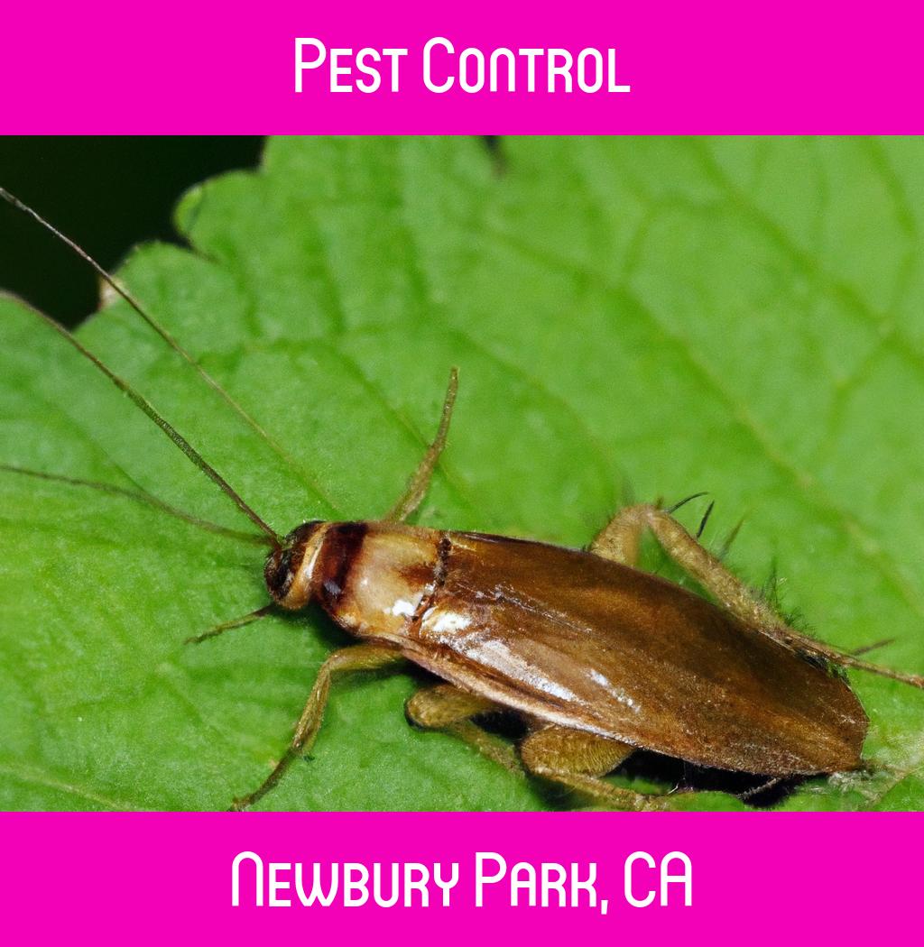 pest control in Newbury Park California