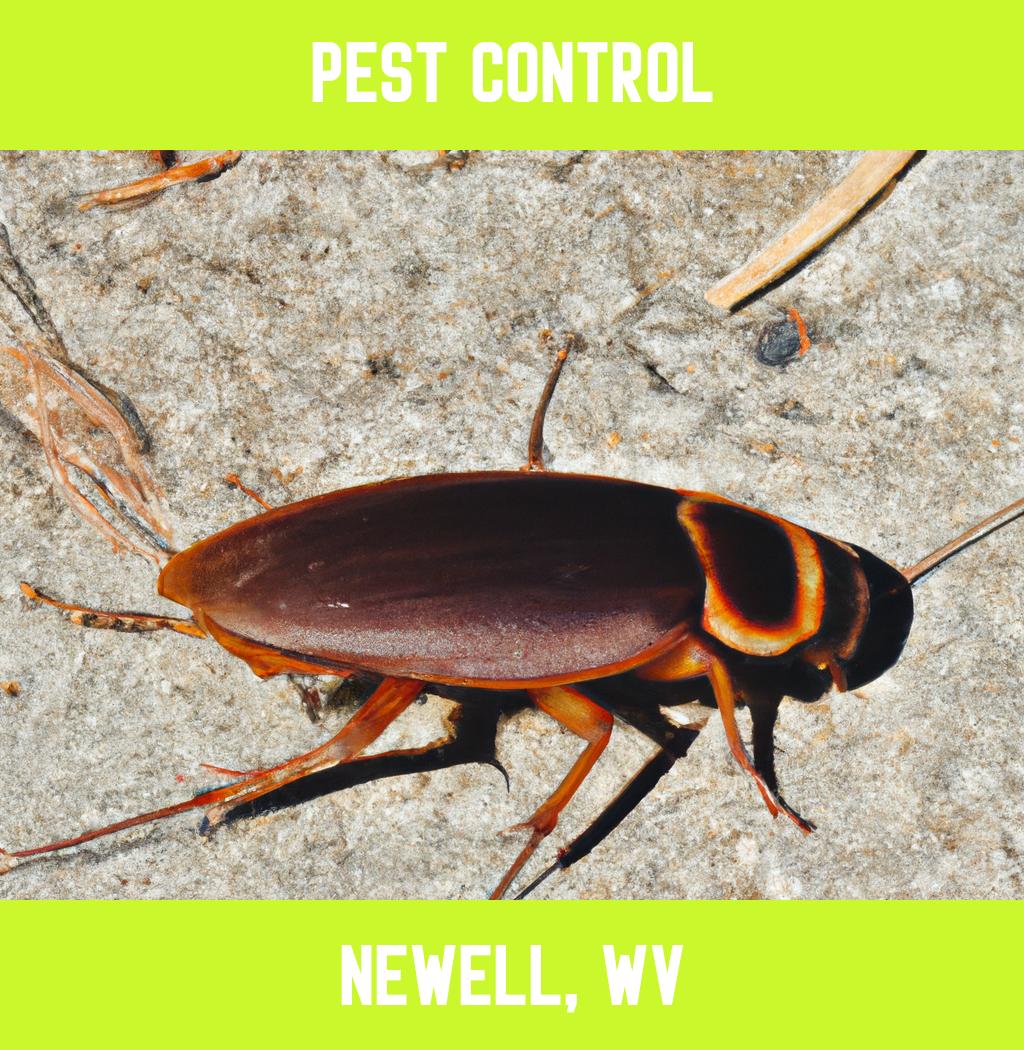 pest control in Newell West Virginia