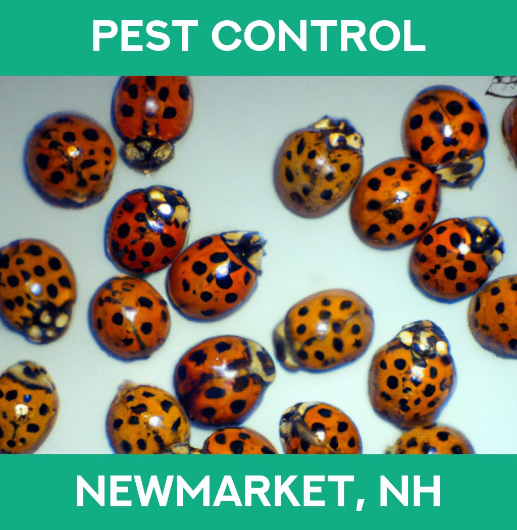 pest control in Newmarket New Hampshire