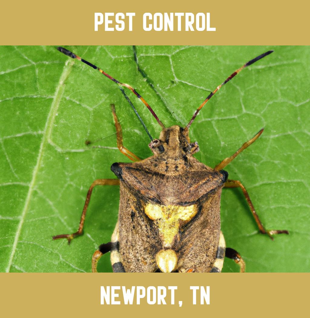 pest control in Newport Tennessee