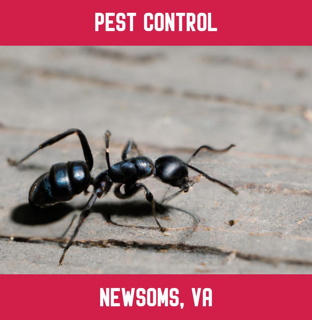 pest control in Newsoms Virginia