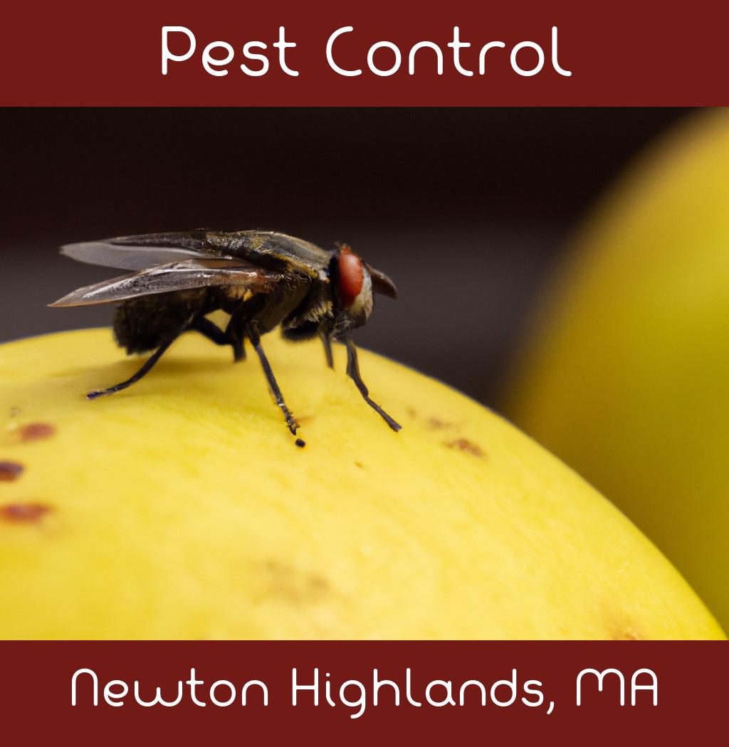 pest control in Newton Highlands Massachusetts