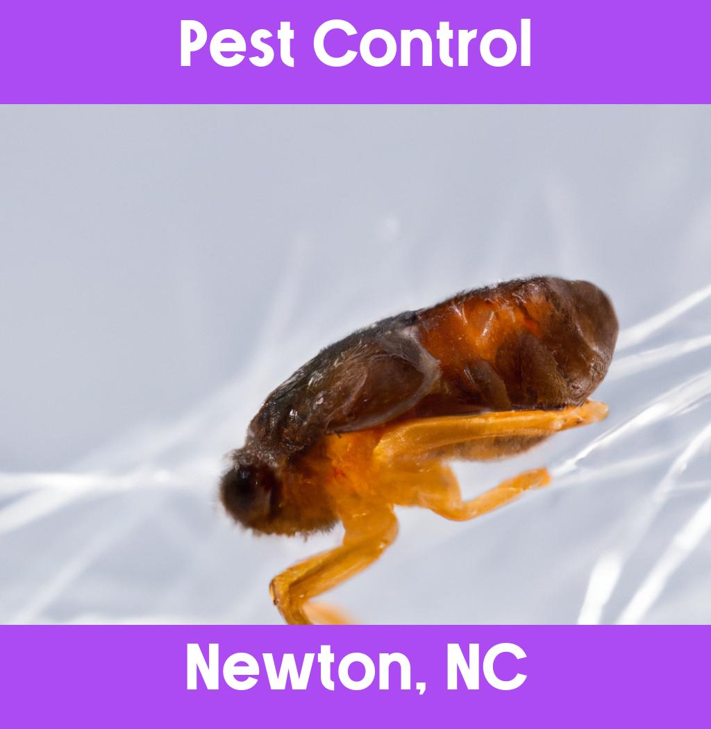 pest control in Newton North Carolina