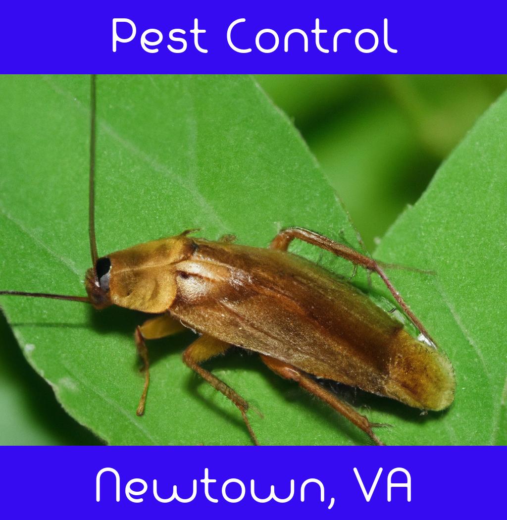 pest control in Newtown Virginia