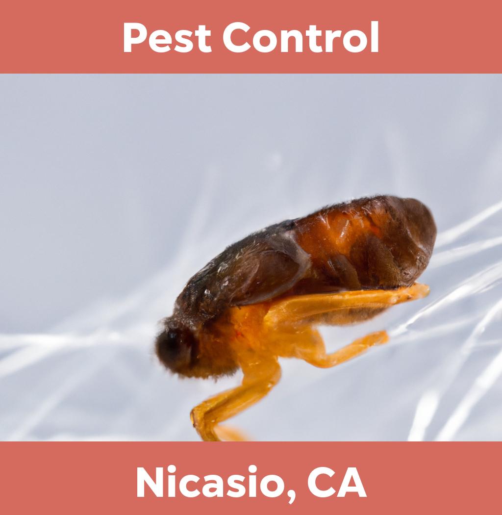 pest control in Nicasio California