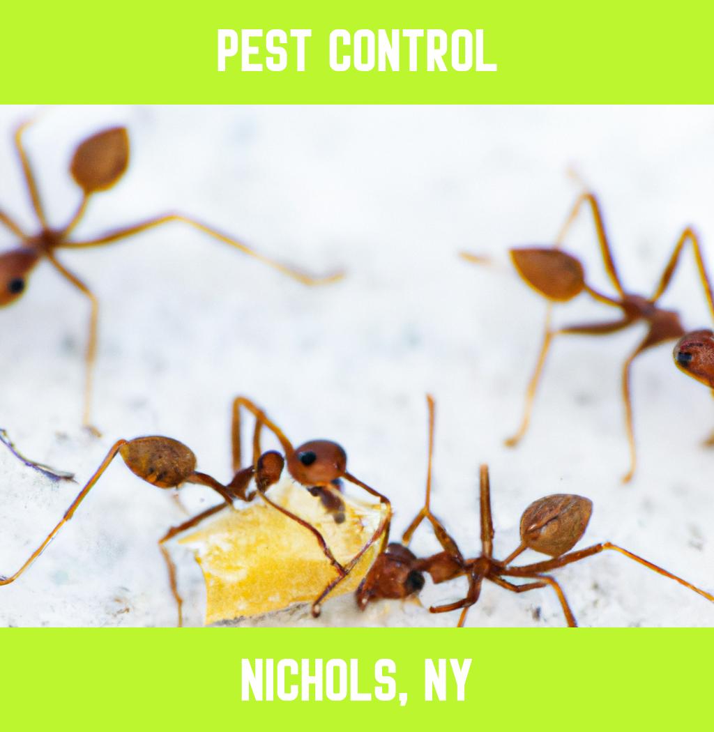 pest control in Nichols New York