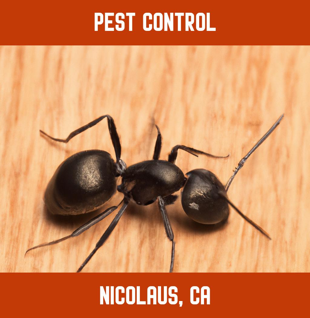 pest control in Nicolaus California