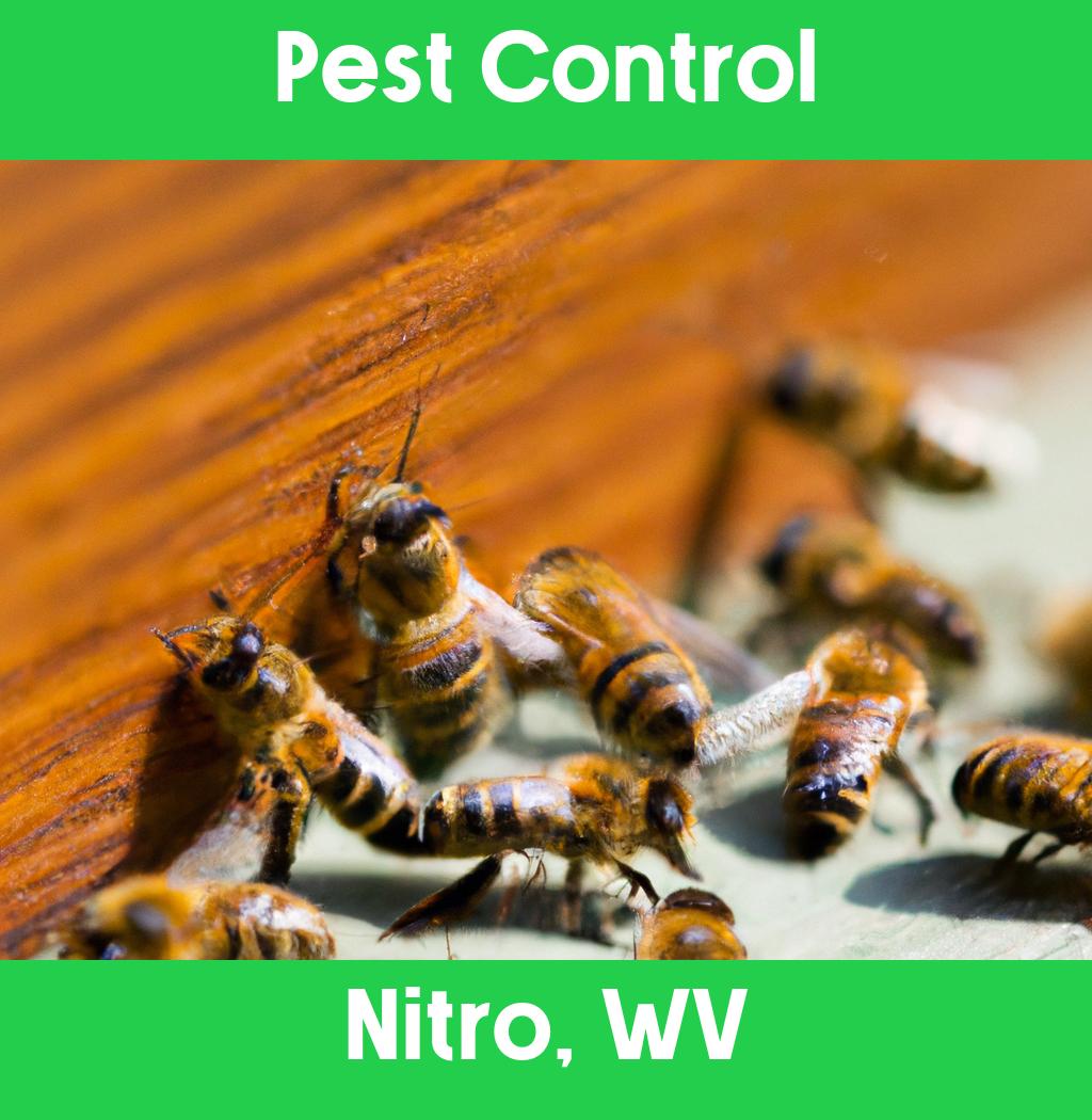 pest control in Nitro West Virginia