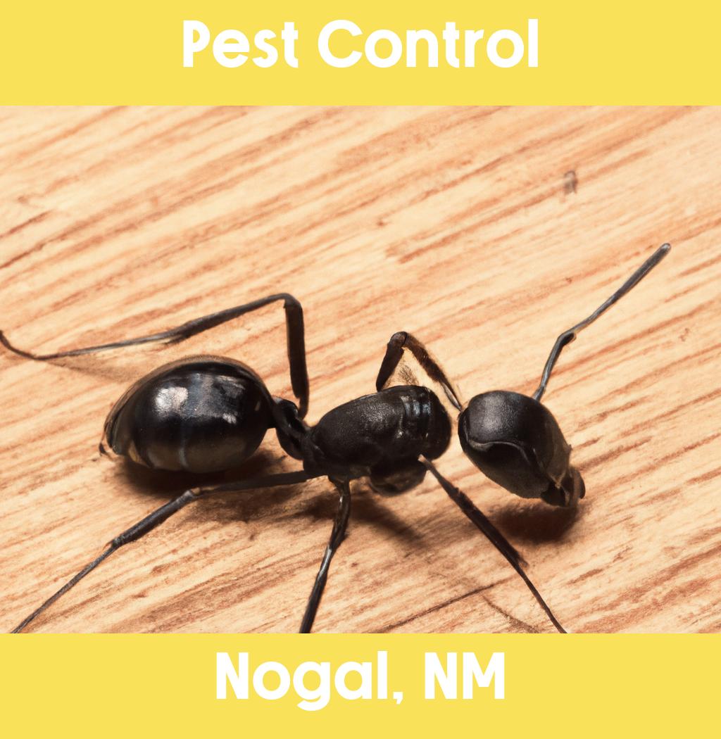 pest control in Nogal New Mexico