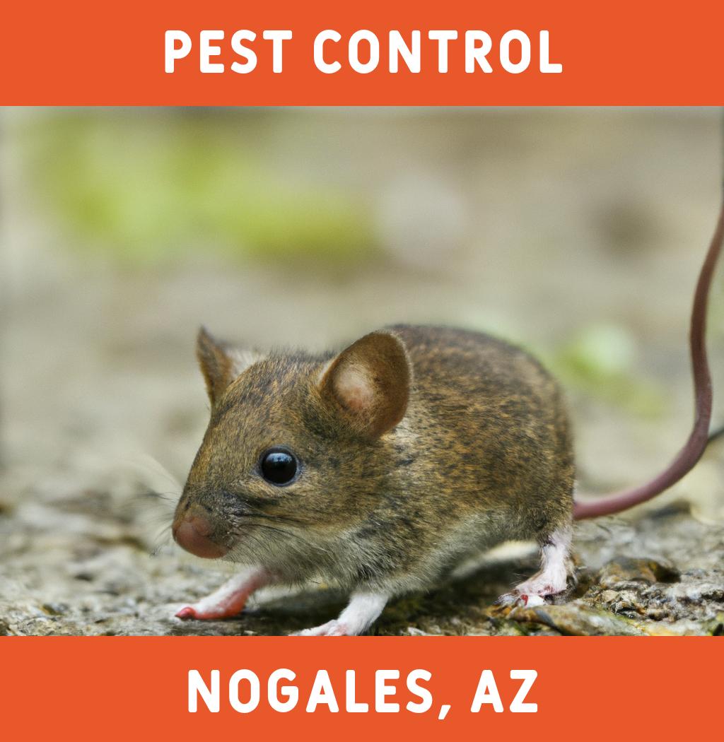 pest control in Nogales Arizona