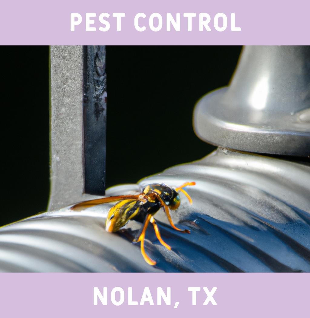 pest control in Nolan Texas