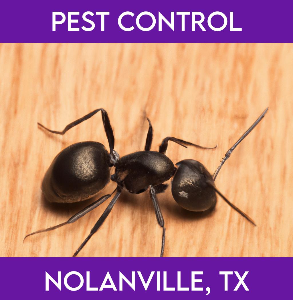 pest control in Nolanville Texas