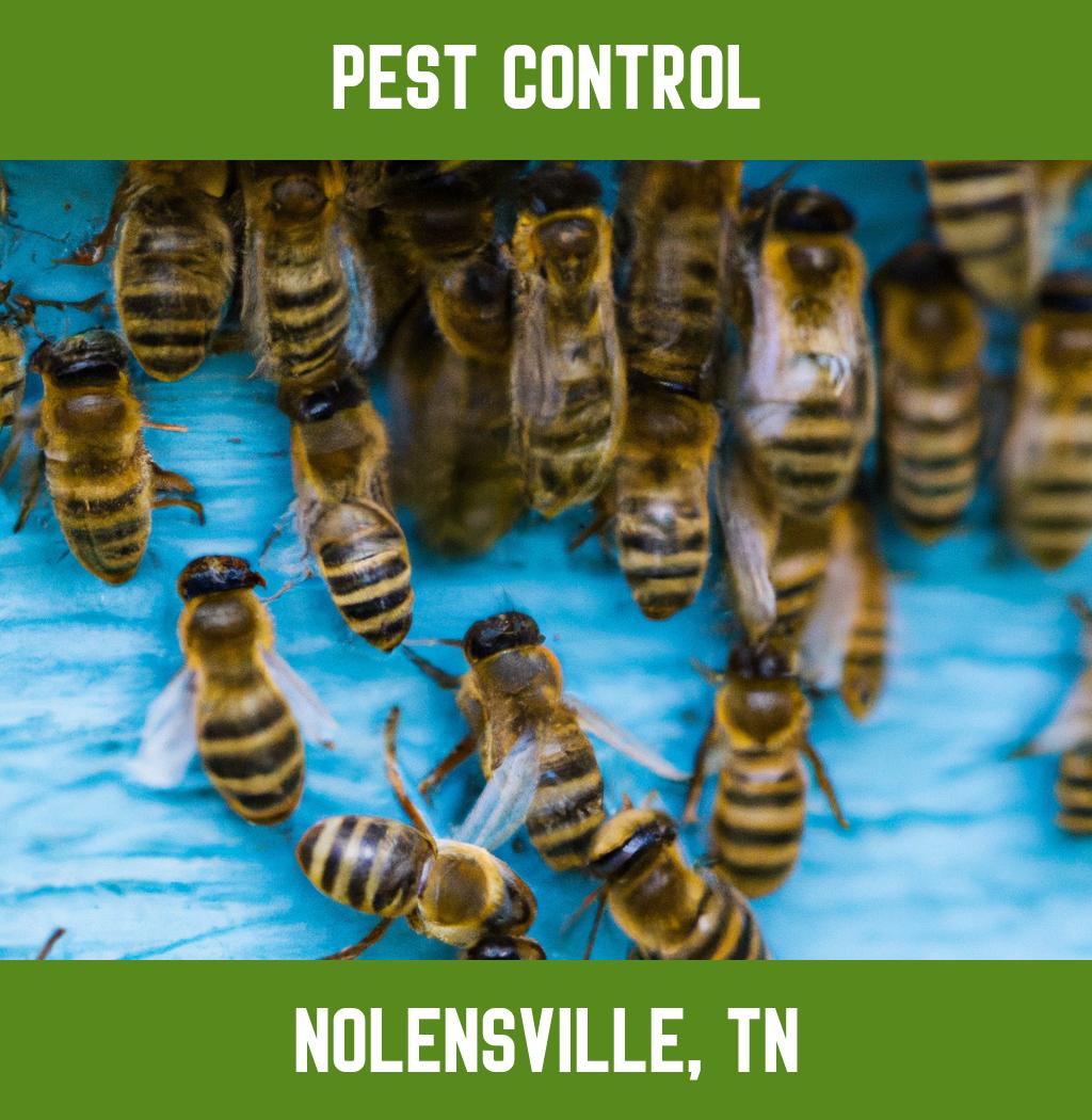 pest control in Nolensville Tennessee