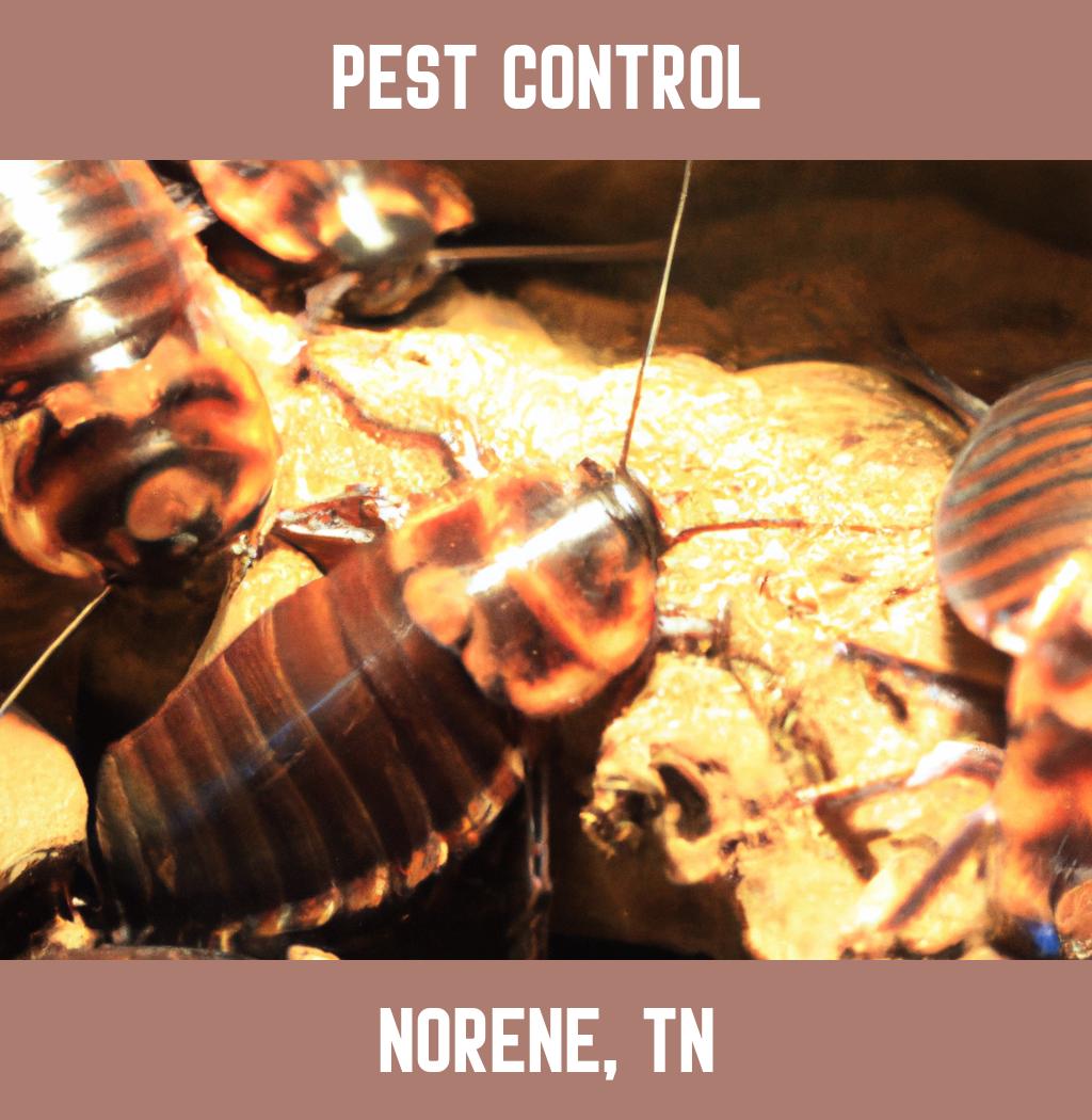 pest control in Norene Tennessee