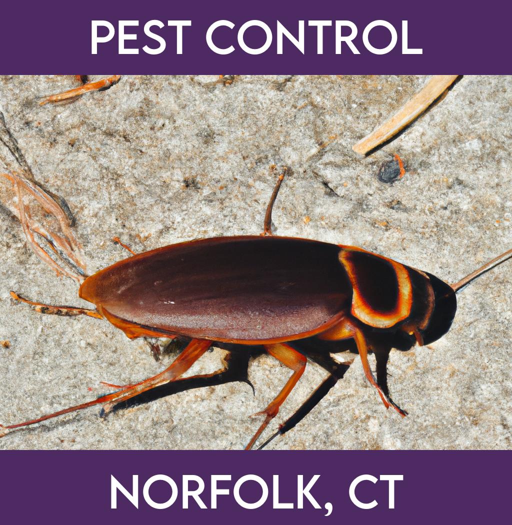 pest control in Norfolk Connecticut